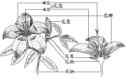 蒔花意思|< 蒔花 : ㄕˊ ㄏㄨㄚ >辭典檢視